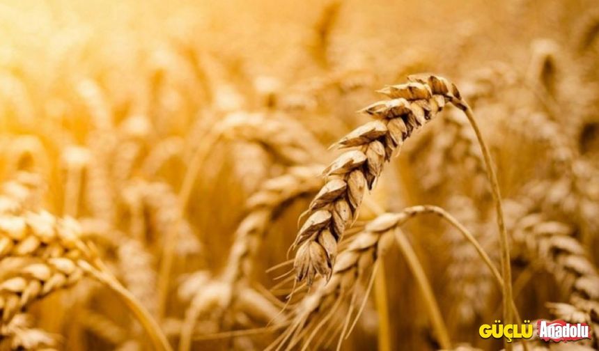Rusya'dan yeni adım: Afrika'ya ücretsiz tahıl tedarik edecek