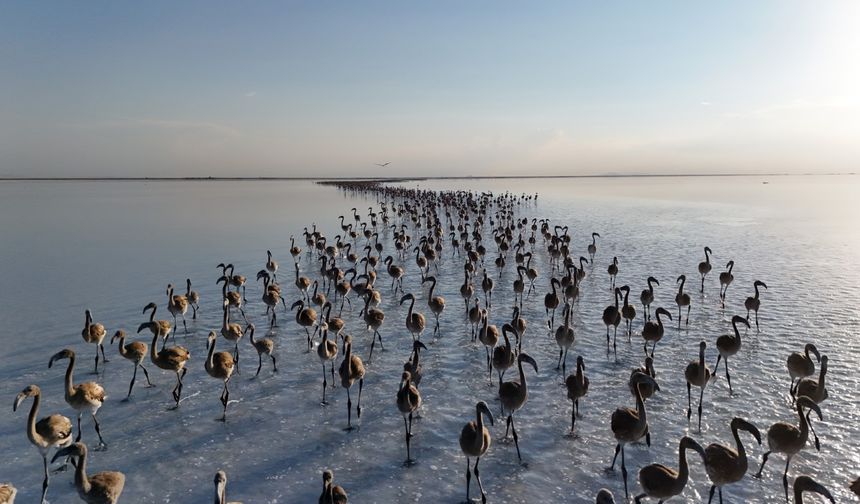 1- Dünyada flamingoların kuluçkaya yattığı en önemli sulak alanlar arasında bulunan Tuz Gölü'nde binlerce flamingo yavrusu kuluçkadan çıktı.