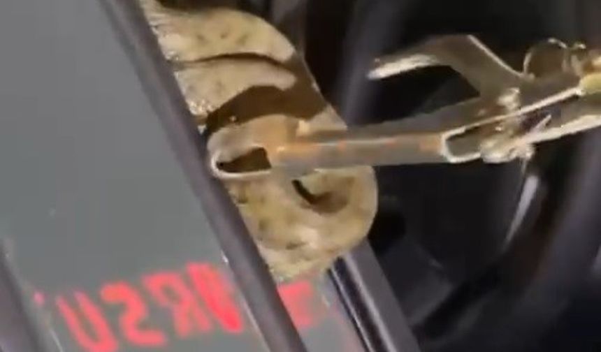 Bingöl'de bir otomobilin içine yılan girdi!