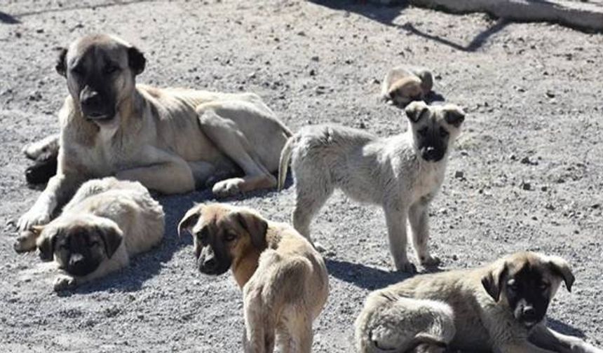 Ankara’da sokak köpekleri tartışması büyüyor