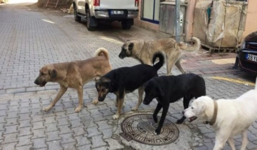 Başıboş köpeklerden geçen "beyaz kanser" yaygınlaştı