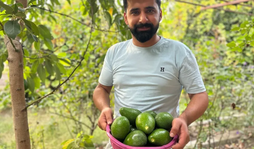 Avokado tarlada tanesi 20 TL'den satılıyor!