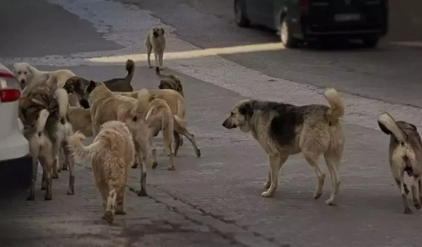 Başıboş sokak köpekleri ‘beyaz kanser’ tehlikesi yayıyor