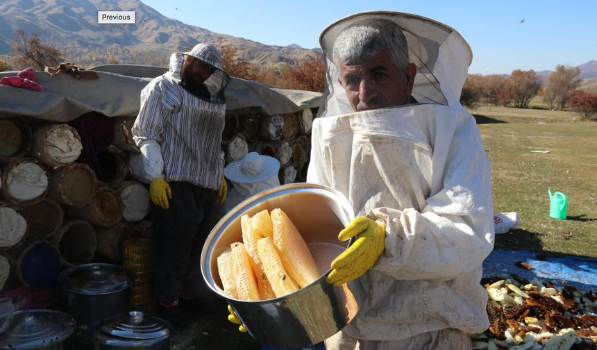 Bitlis'te hakiki karakovan hasadı bereketiyle sürüyor