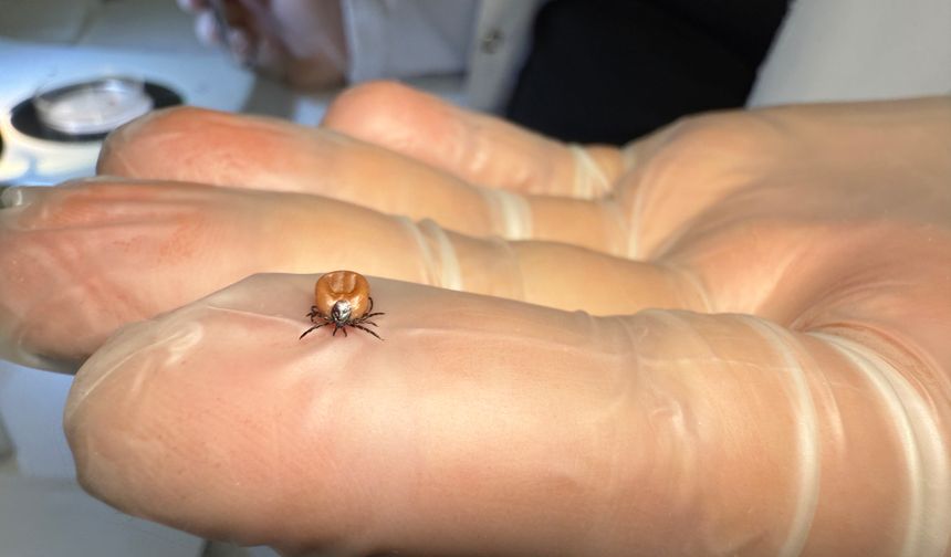 Karadeniz’de kene uyarısı!