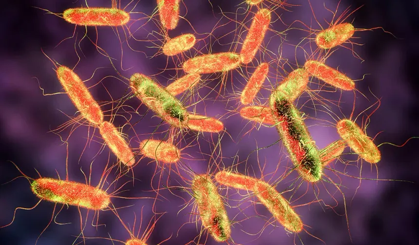 Belçika’da yumurtalarda Salmonella paniği: 300 vaka bildirildi