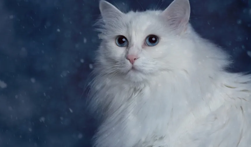 Kahve falında kedi figürü ne anlama gelir?