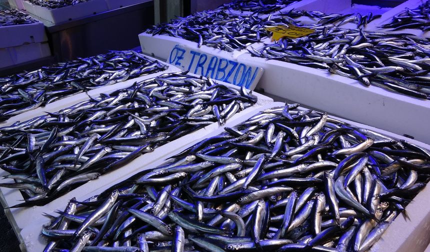 Karadeniz’de hamsi bolluğu: 35 yılın rekoru