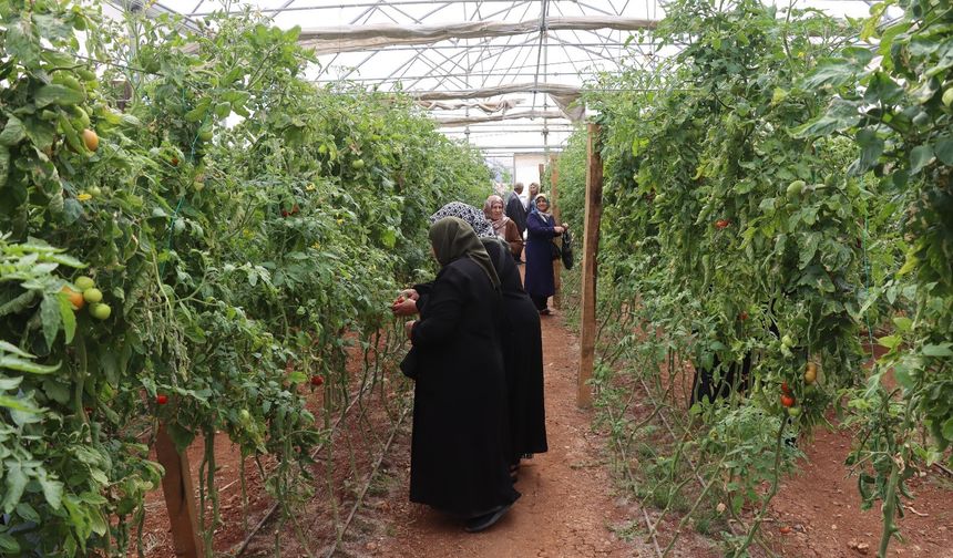 Urfa'da emekli kadınlara süs bitkisi eğitimi!