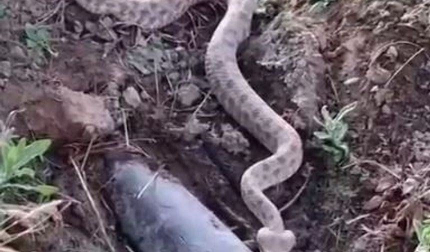 Elazığ’da koca engerek yılanı su içerken görüntülendi