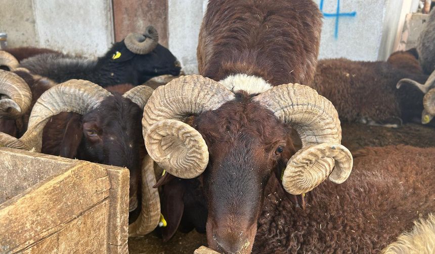 Altındağ’da Kurban Satış Alanı Hizmete Açıldı