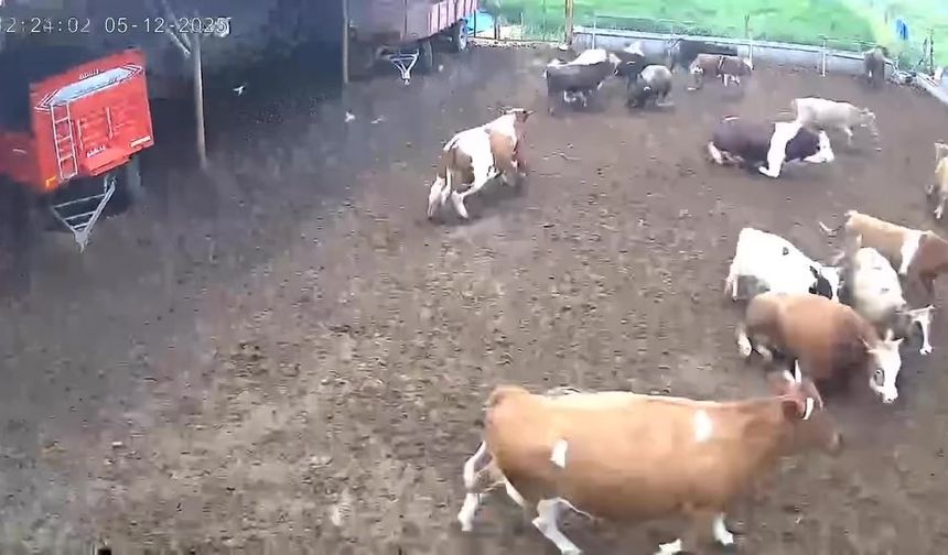 Amasya’daki deprem panik yarattı: İnekler kaçıştı!