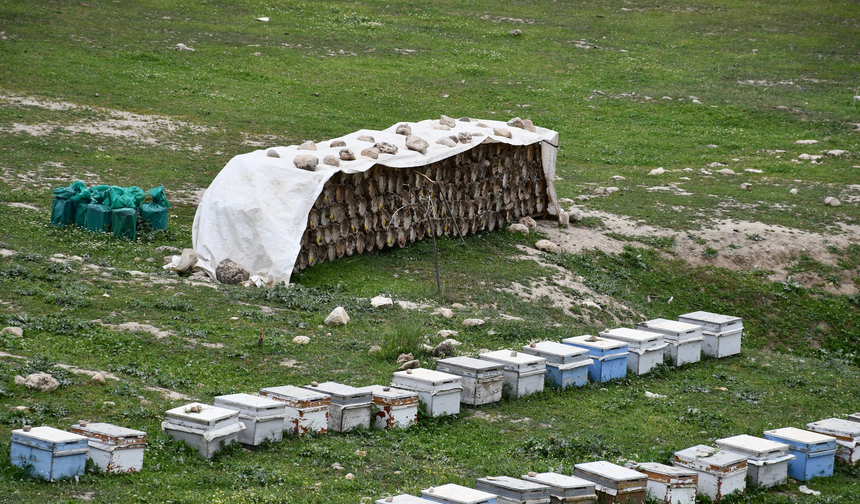 Arıcılar, Cehennem Deresi’nde doğal bal için kolları sıvadı