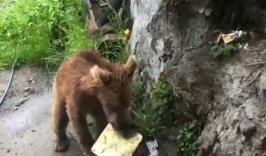 Artvin'de ayı evin kapısına kadar geldi, çöpleri karıştırdı!