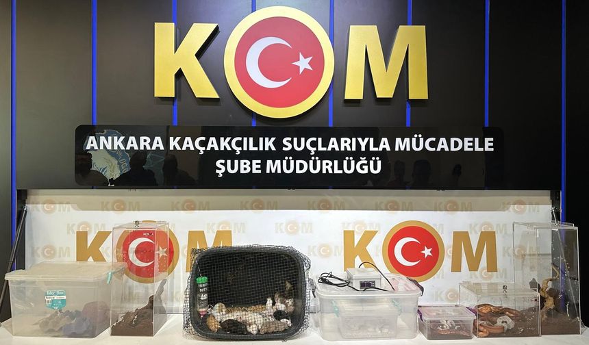 Yasadışı hayvan ticaretine operasyon: 12 gözaltı!