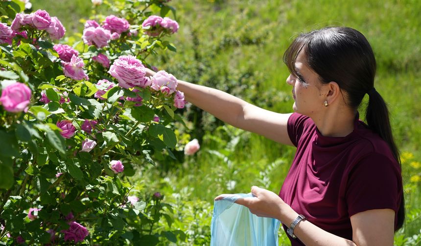 Iğdır Üniversitesi gül bitkisiyle kozmetik üretimine başladı