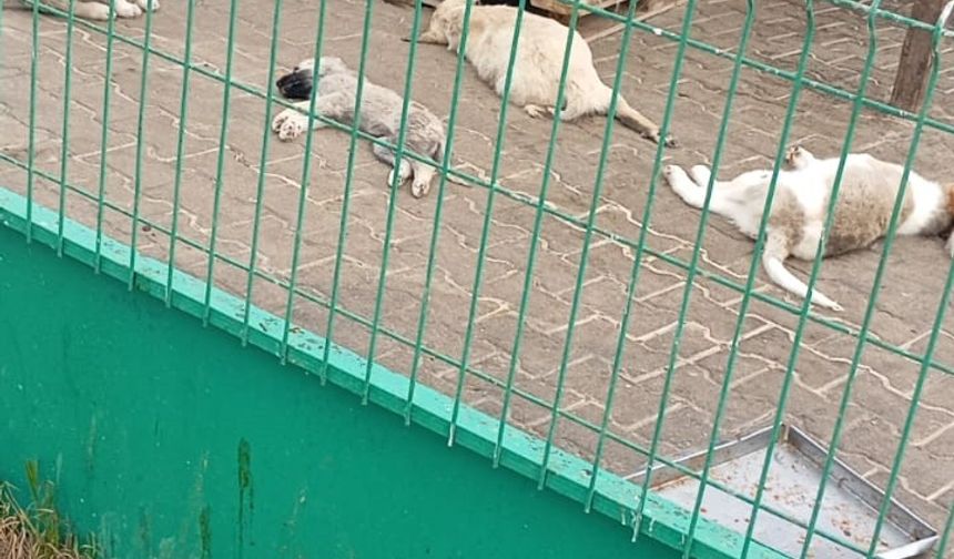 Kırşehir’deki barınakta hayvan ölümleri gündem oldu!