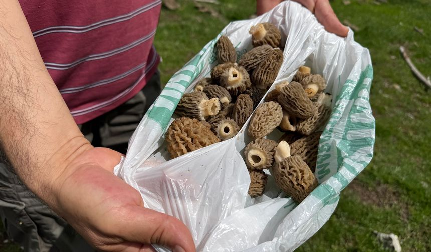 Mersin’de kuzugöbeği sezonu başladı