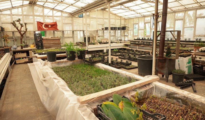 Samsun'da aromatik bitki üretimi başladı!