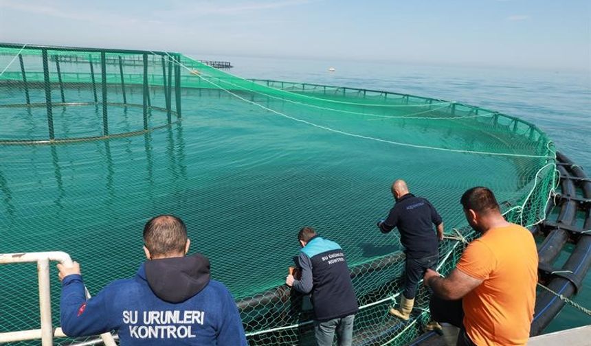 Trabzon’da 21 tesisin somon stokları incelendi