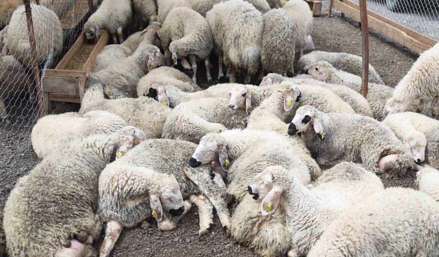 Kurban kesiminde kurallara uymayanlara ağır cezalar yolda!