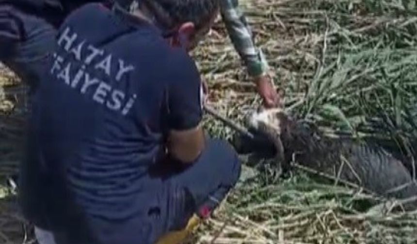 Çamura saplanan kurbanlık koyunları imdadına itfaiye yetişti