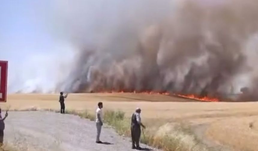 Diyarbakır’da tarla yangını: Bin dönüm buğday ve arpa kül oldu