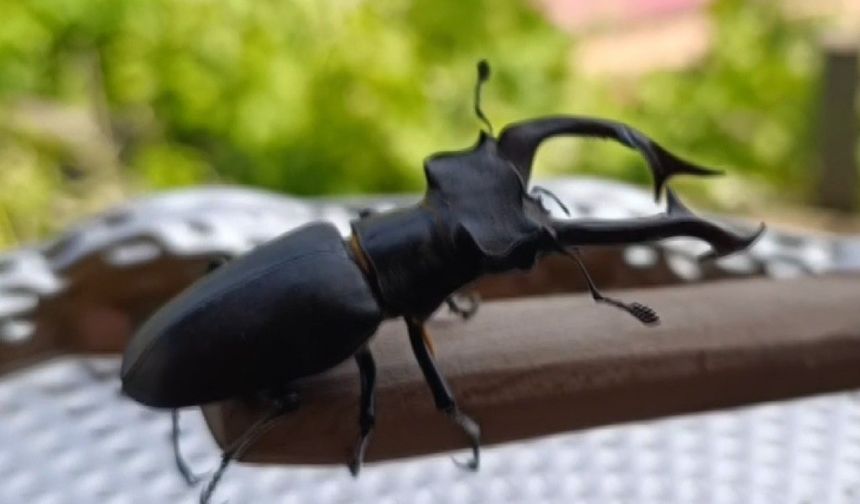 "Geyik Böceği" Adana'da görüldü, öldürmenin cezası 557 bin!