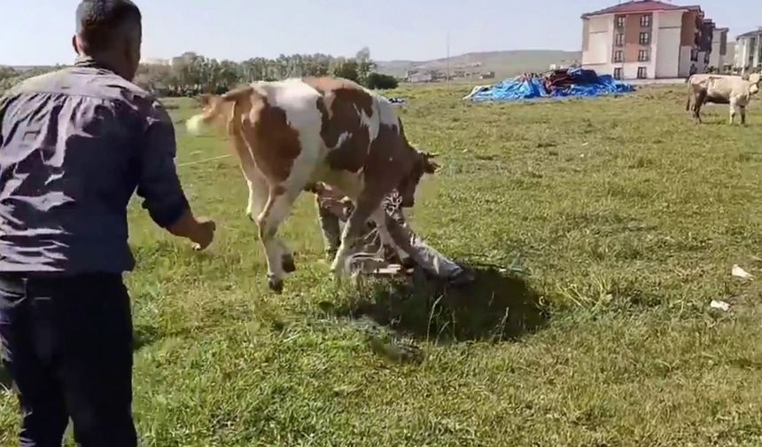 Saraykent’te kurbanlık hayvan kaçarak paniğe neden oldu!