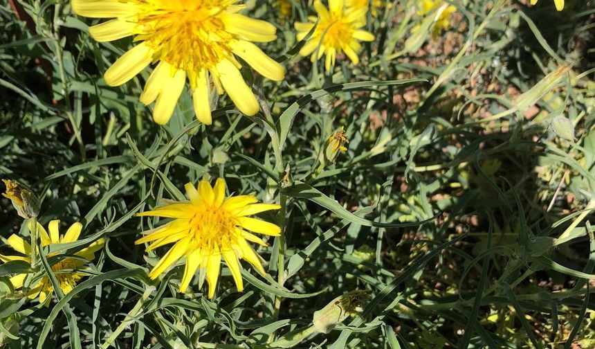 Arapgir kırsalı yazla birlikte renklendi