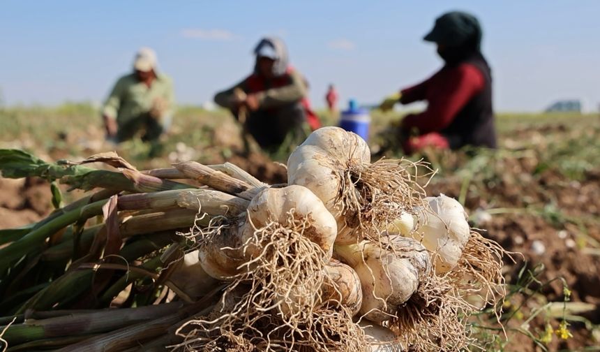 Doğal antibiyotiğin adresi Aksaray’da sarımsak hasadı başladı