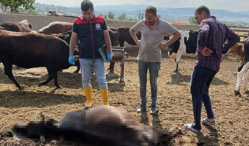 Kırıkkale’de yıldırım çarpması sonrası 6 büyükbaş hayvan telef oldu