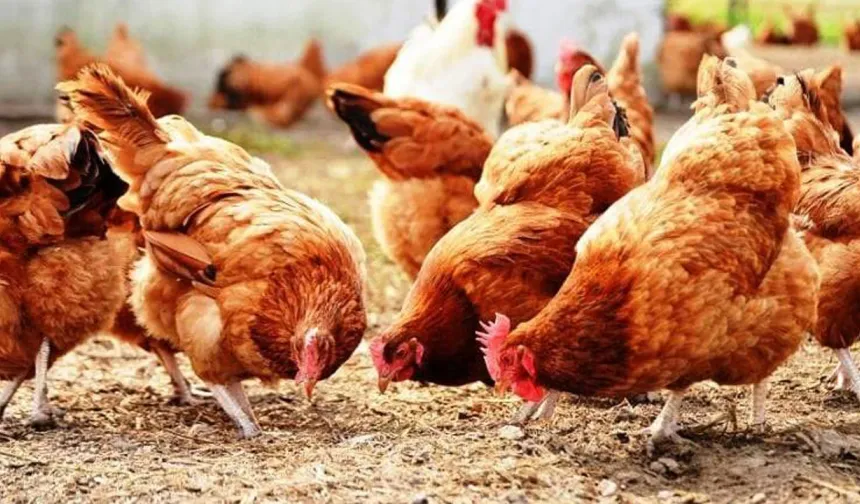 Ankara Çubuk'ta tavuk çiftliği yangını!