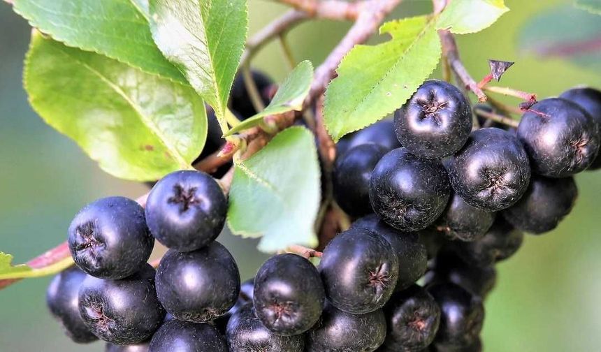 Hayrabolu’da 5 dönüm araziden 2 ton aronya hasadı