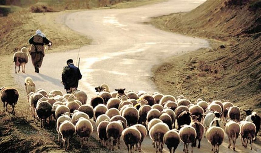 Yabancı çoban ve bakıcılar için çalışma izni başvuruları başladı!