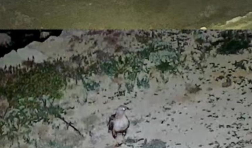 Gazipaşa’da güvenlik kamerasına yansıyan doğa harikası