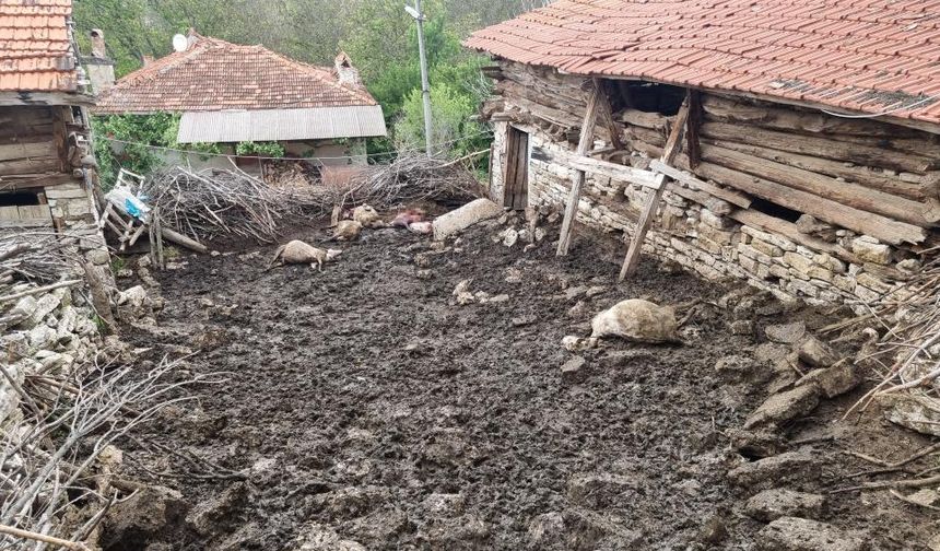 Ağıla giren kurtlar 11 koyunu telef etti!