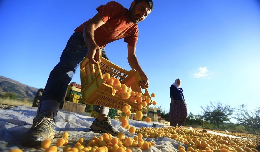 Malatya’dan 5 ayda 132 milyon dolarlık ihracat