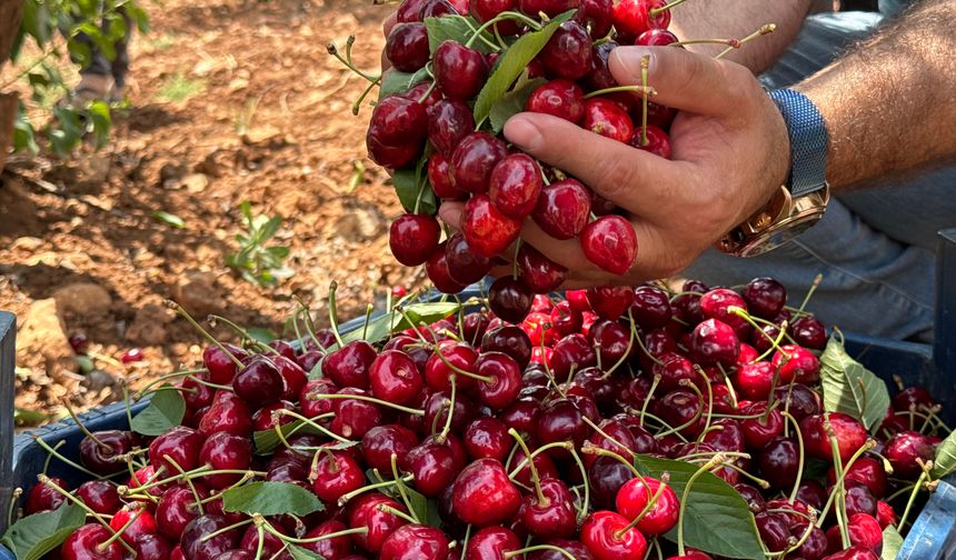 Mardin’de 17. Napolyon Kirazı Festivali yapıldı!