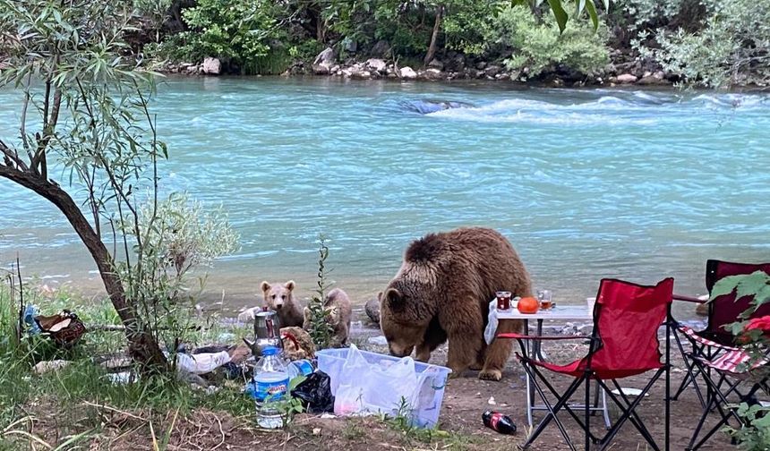 Ayı ve yavruları piknik sofrasına konuk oldu!