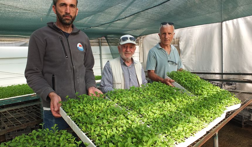 Burhaniye’den Marmara Adası’na stevia tarımı başlıyor!