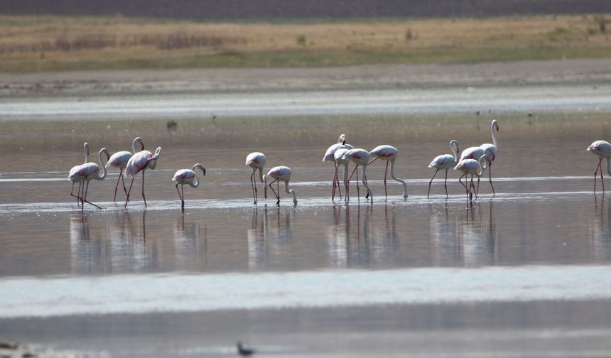 Gölbaşı’ndaki Sulak Alanda Flamingolar Görüldü