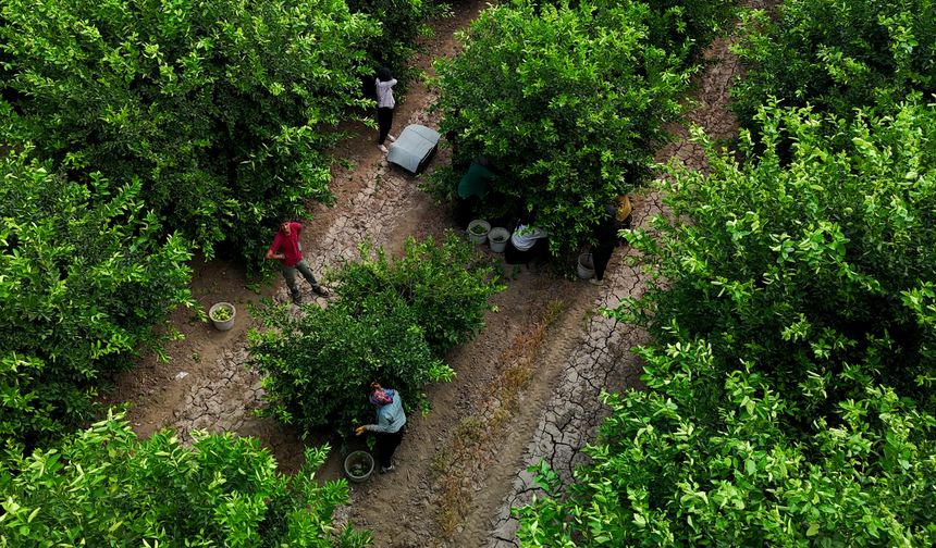 Adana’da limon hasadı başladı: Fiyatlarda düşüş beklentisi var