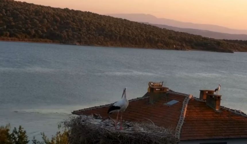 Yaren Leylek deprem öncesi sıradışı davranışlarıyla dikkat çekti