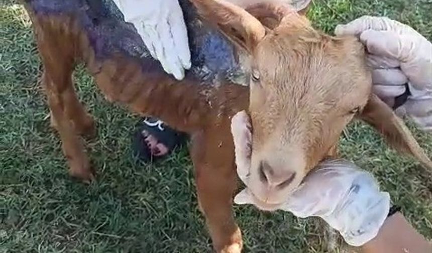 Yangından kurtarılan keçi HAYTAP tarafından tedavi edildi