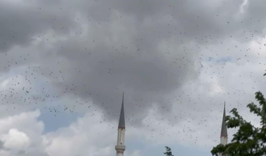 Güneye göç eden yüzlerce leylek İstanbul semalarını süsledi!