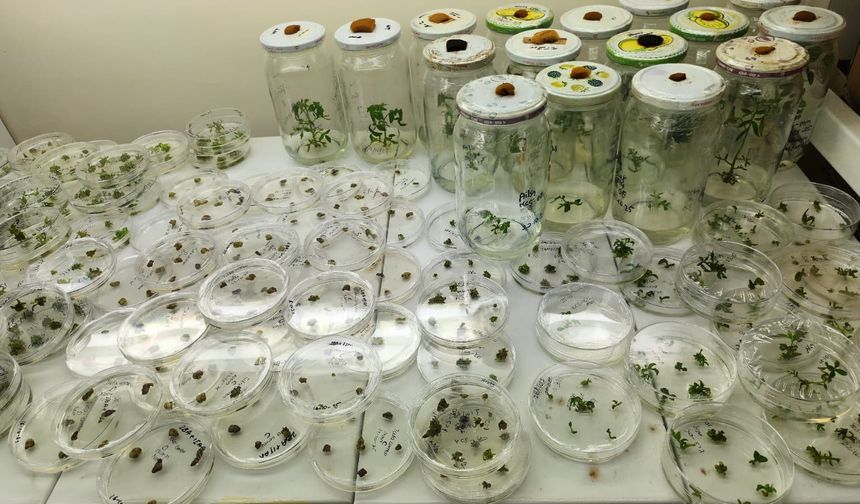 OMÜ’den CRISPR destekli domates projesi!