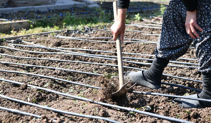 Mamak’ta ata tohumu üretim çalışmaları sürüyor