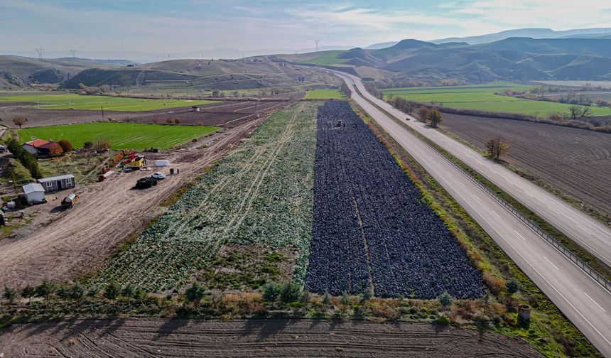 Beypazarı’nda 25 dönümlük mor lahana mesaisi