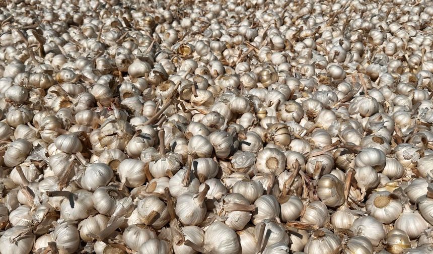 Haymana’da ilk sarımsak hasadı başladı